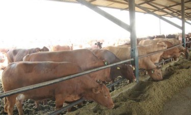 PAC avança de forma tímida