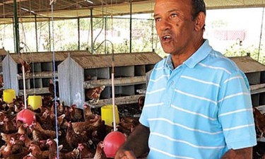 AAVIL admite falência de avicultores