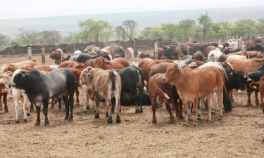 Angola recebe mais de mil bovinos do Tchad