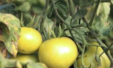 Porta para a saída da crise