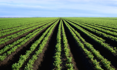 Prodesi aprova metade dos projectos 