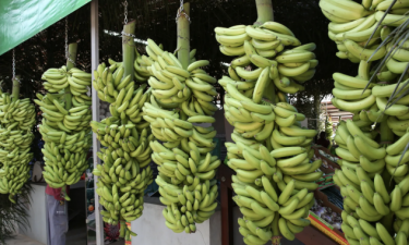 Bengo realiza 10ª edição da feira da banana e espera juntar 500 expositores  