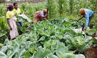 Agricultura no país é dominada em 91,5% pelas famílias  