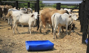 Mais de 1500 cabeças de gado roubadas em Benguela 