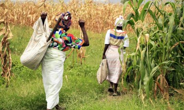 Milho expõe contradições e dependência externa