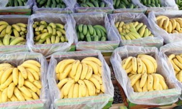 Logística deficiente ameaça exportação da banana nacional  