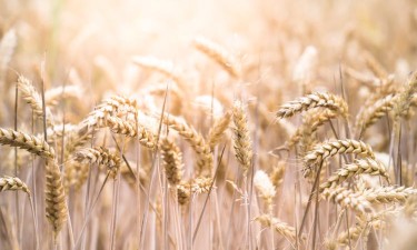 Rússia prevê exportar 50 milhões de toneladas de cereais 