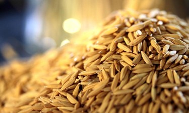 Angola falha meta de produção de arroz 