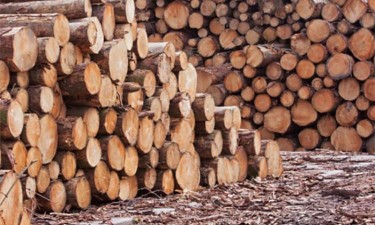Governo vai suspender exportações de madeira por três anos