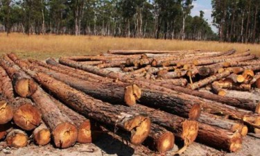 Governo prorroga campanha florestal até Dezembro  