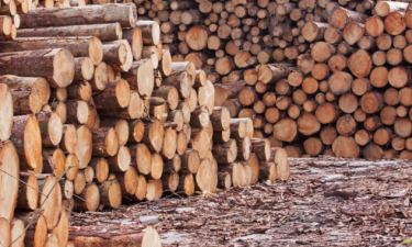 25 empresas abandonaram exploração da madeira no Moxico  