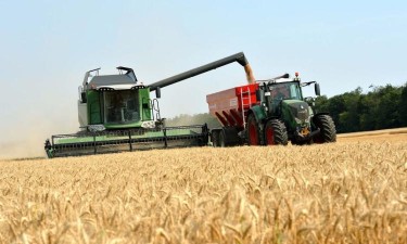 Mais de 130 toneladas de milho podem estragar-se por falta de escoamento   Mais de 130 toneladas de milho podem estragar-se por falta de escoamento