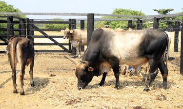 Sector pecuário com  queda de 2,5% para 333,2 mil toneladas de carne em 2024 Sector pecuário com  queda de 2,5% para 333,2 mil toneladas de carne em 2024