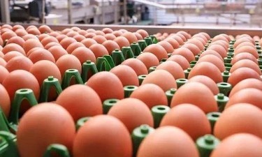 Tanto o leite como os ovos tiveram quedas de produção superiores a 12%  Tanto o leite como os ovos tiveram quedas de produção superiores a 12%