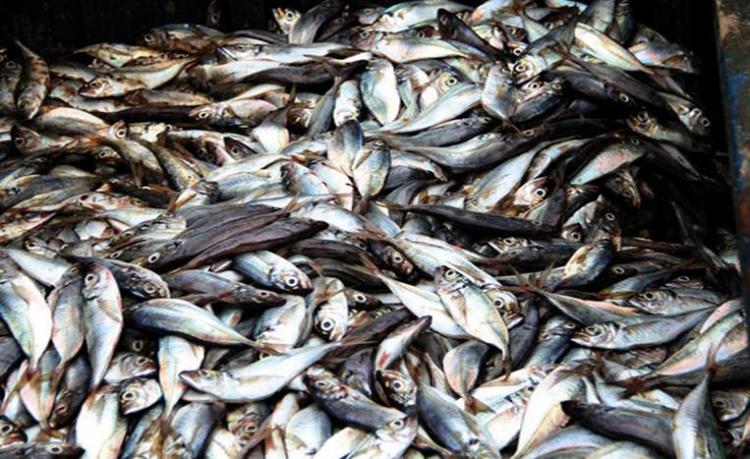 Governo autoriza aumento de 10% na captura de peixe