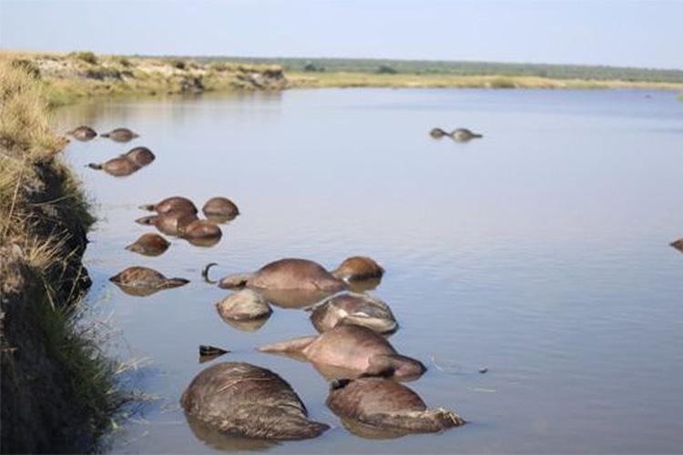 400 búfalos morrem no rio Chobe
