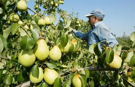 Brasil quer reforçar exportações de fruta