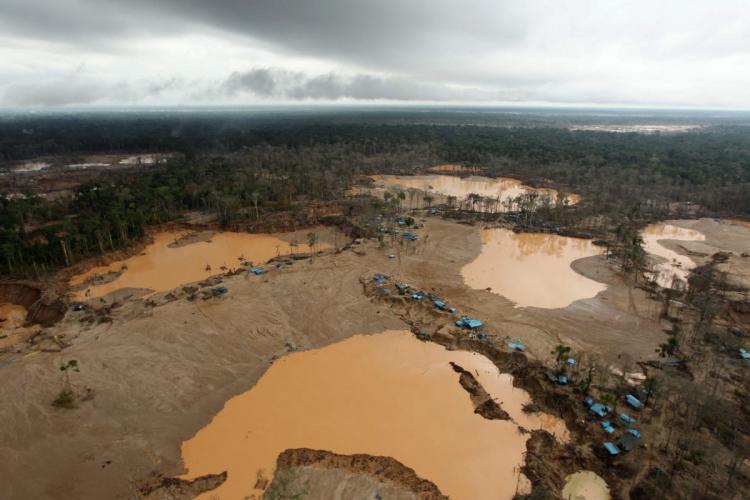 Floresta amazónica está a perder mais árvores vulneráveis à seca