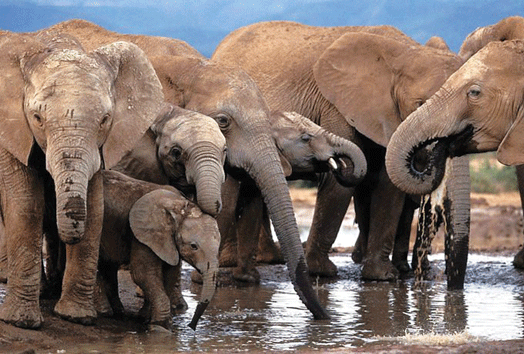 Maior reserva perdeu 16 mil elefantes em sete anos
