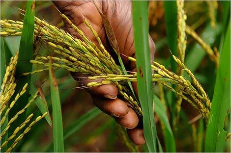 Produção de arroz recebe 500 milhões de dólares