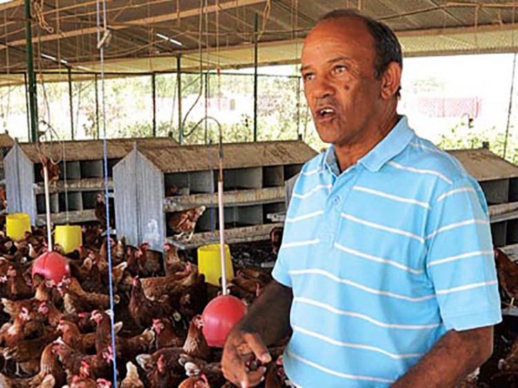 AAVIL admite falência de avicultores