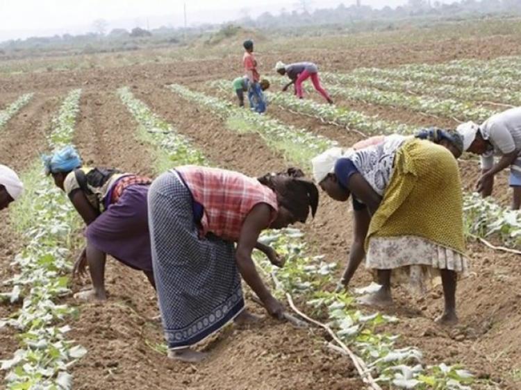 MOSAPII investe 63 milhões kz em agricultores familiares