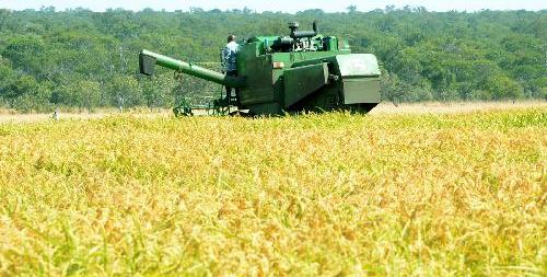 Angola produz 11,7 mil toneladas de arroz 