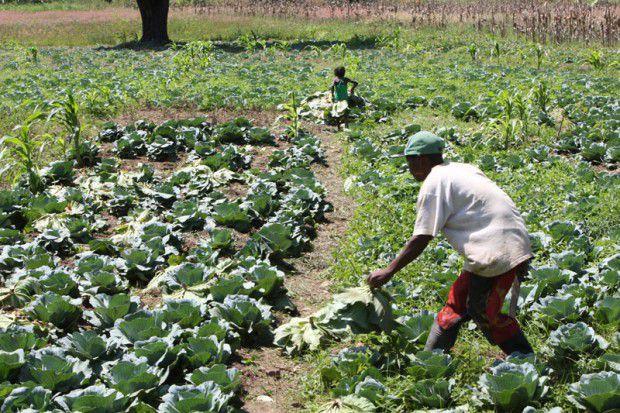 BDA apoia sector agrícola com 50 milhões AKZ 