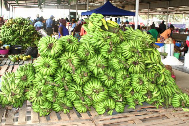 Fazenda Girassol vai exportar banana e mamão para Portugal