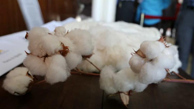 Instituto de algodão revê em baixa meta de comercialização