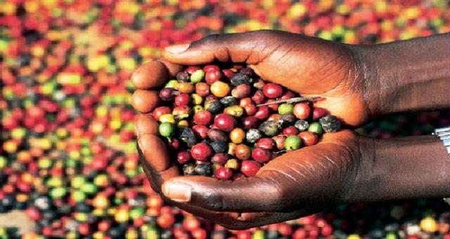 Produtores pretendem colher mais de mil toneladas de café 