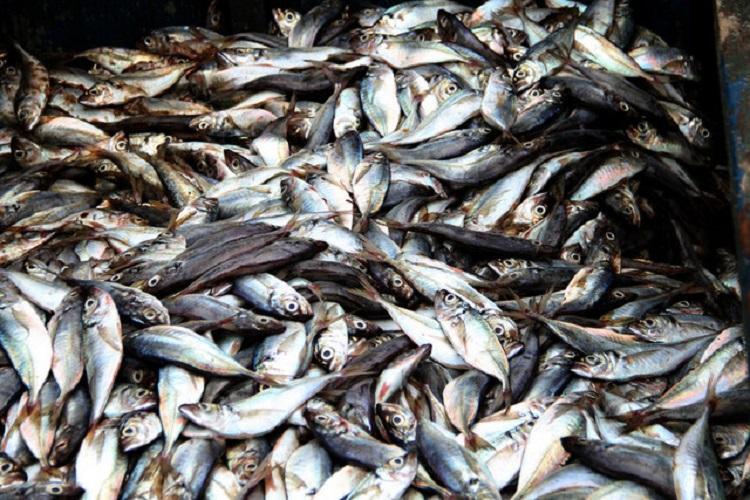 Governo ordena envio do peixe para caridade