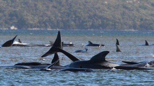Mais de 350 baleias morreram encalhadas