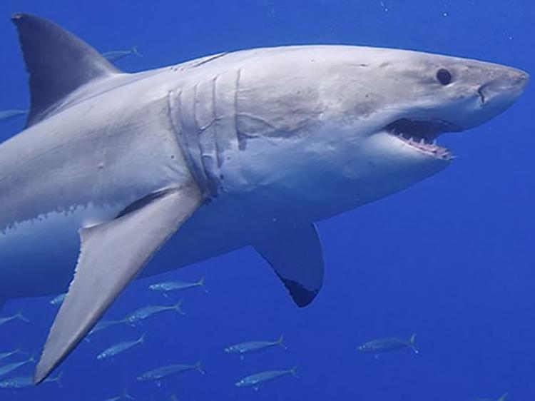 Mais de 500 mil tubarões podem ser mortos 