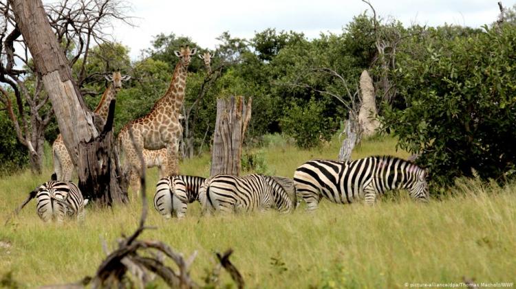 Caça furtiva ameaça a extinção de zebras