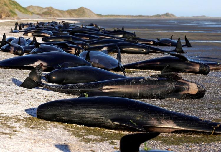 Nove baleias-piloto morreram encalhadas 
