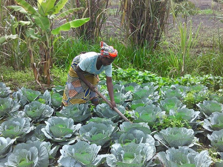 Prodesi não salva produtores agrícolas