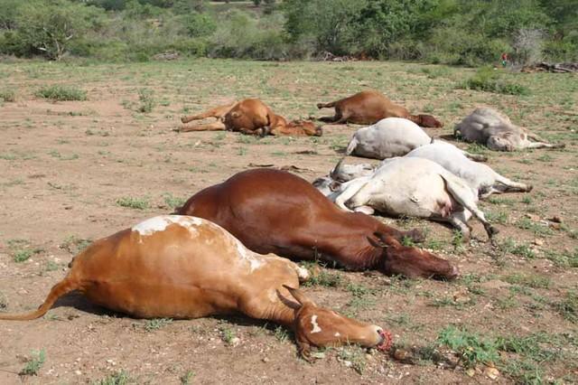 Seca severa mata diariamente entre 20 a 30 cabeças de gado em Benguela