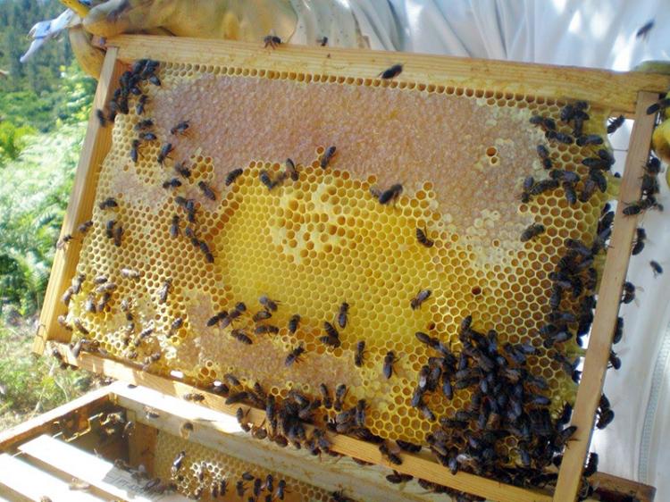 Exterminação de abelhas e queimadas escasseiam mel 