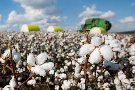 Presidente da República apela à produção de algodão com compra garantida a nível interno