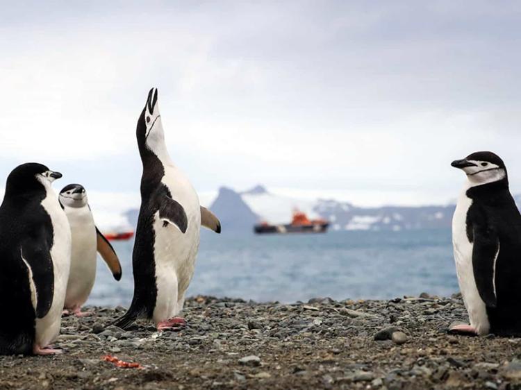 São "bastante frequentes" microplásticos em pinguins