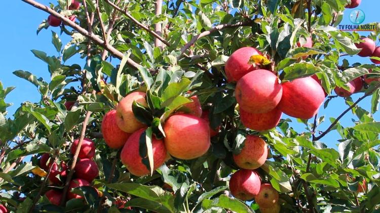 Mais de 80 toneladas de maçã, em risco de se estragarem, ‘salvas’ por empresários