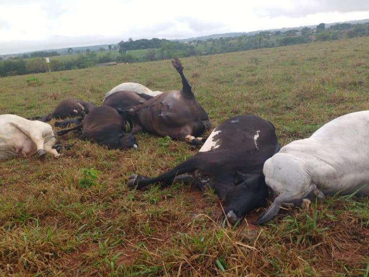 Relatório denuncia falta de preparação para receber gado do Chade