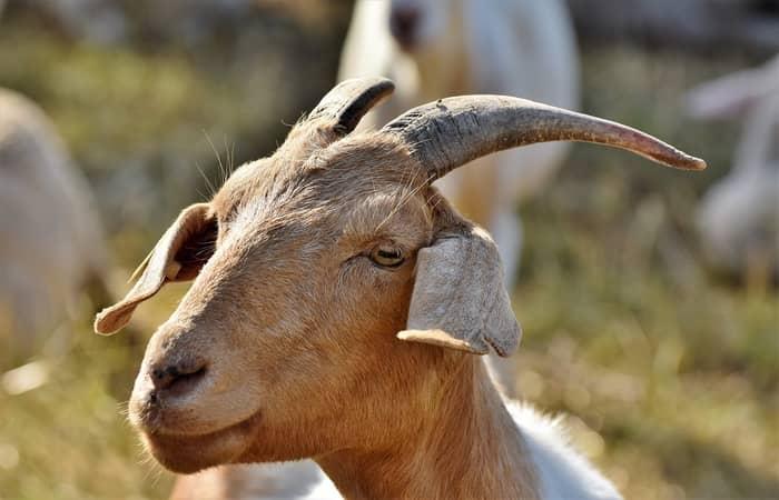 O que significa a gíria GOAT?