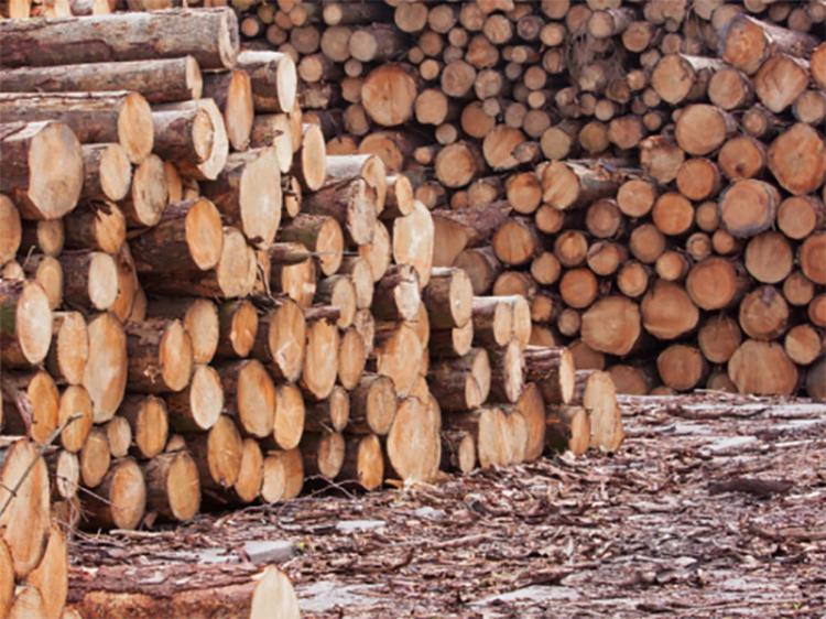 Governo mantém proibição da exportação de madeira em toro