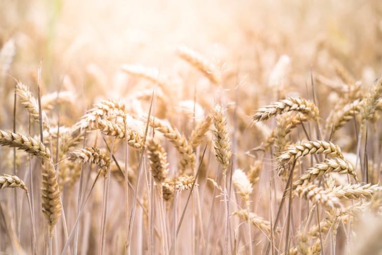 Rússia prevê exportar 50 milhões de toneladas de cereais 