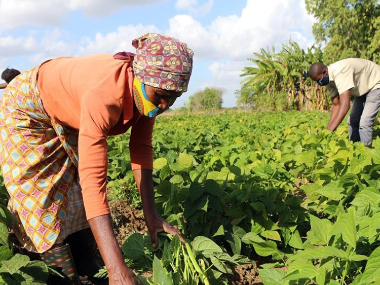 Camponeses desafiados a aumentar produção na campanha agrícola 2022 – 2023