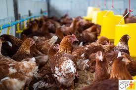 Delegação da agricultura distribui 12 mil galinhas para incentivo da avicultura familiar 