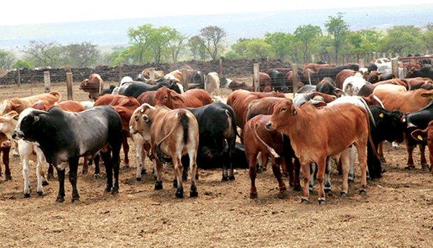 Governo prevê implementar preços mínimos de referência na comercialização do gado