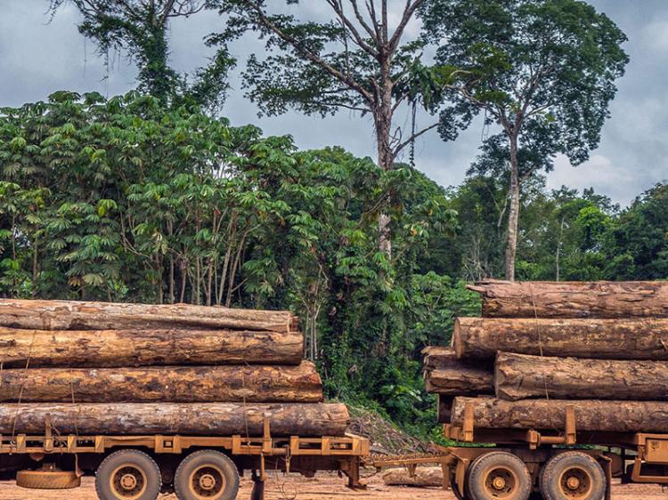 Há três anos que a exploração de madeira no Cunene é ilegal